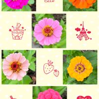 ヒャクニチソウ,可愛らしい,カラフル,ウォーキングの楽しみの画像