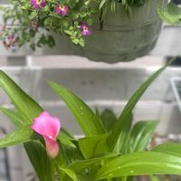 カラー,ゼラニウム,スーパーアリッサム,PW ジャメス　ブリティニア,多肉植物の画像