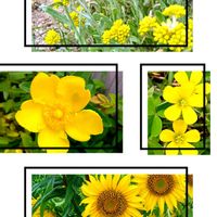 キンシバイ,ハハコグサ,ヒマワリ,カタバミの画像