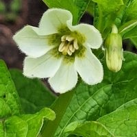 ホオズキ,ホオズキ,白い花,青い実,実の画像