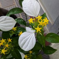 エキナセア,エキナセア,エキナセア,キンシバイ,キンシバイの画像