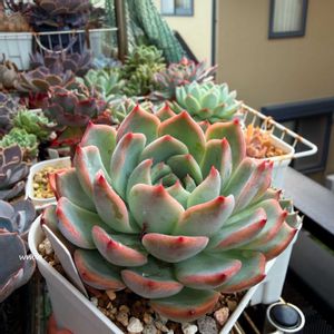 桜水晶,癒される,no green no life,多肉植物のある暮らし,多肉女子の画像