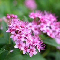 シモツケ ,シモツケ ,花散歩,素敵な出会いに感謝,胸キュンの画像