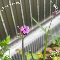 イワヒバ,ユキノシタ,3尺バーベナ,オリヅル蘭,お花大好き♡の画像