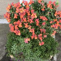 ハイビスカス,金魚草,台風避難完了♡,台風対策,花のある暮らし❤の画像