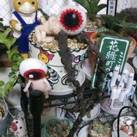ゼフィランサス,ヒマワリ,アナベル,モナンテス ポリフィラ,子持ち蓮華錦の画像