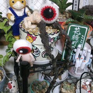 ゼフィランサス,ヒマワリ,アナベル,モナンテス ポリフィラ,子持ち蓮華錦の画像