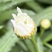 マーガレット,白い花,今日も元気で,今日も笑顔で♡,金曜日の蕾たちの画像