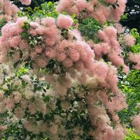 アジサイ,スモークツリー,感謝,花のある暮らし,いつまでもの画像