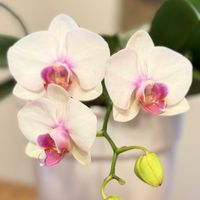 胡蝶蘭,新宅２階の階段の手すり,美しい花,私のお気に入り,可愛い花の画像