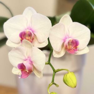 胡蝶蘭,新宅２階の階段の手すり,美しい花,私のお気に入り,可愛い花の画像