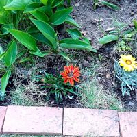 ガザニア,ガザニア,自宅の花壇の画像