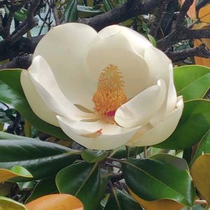 タイサンボク,マグノリア,もくれん,東山植物園の画像