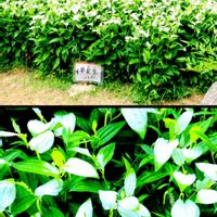 ハンゲショウ,お出かけ先で,以前撮った写真からの画像