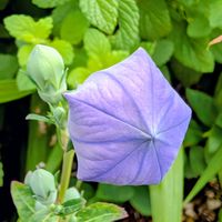アップルミント,キキョウ,花のある暮らし,金曜日の蕾たち,多様性を愛する会の画像