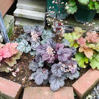 ヒューケラ,ガーデニング,ボタニカルライフ,お庭の植物,花のある暮らしの画像