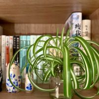 オリヅルラン,オリヅルラン ボニー,子株,観葉植物,キキ　オリヅルランの画像