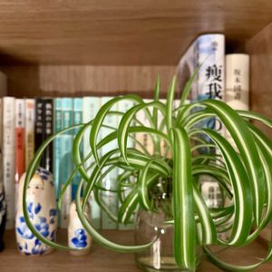 オリヅルラン,オリヅルラン ボニー,子株,観葉植物,キキ　オリヅルランの画像