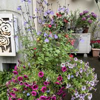 セージ,カリブアコア,鉢植え,夏の花,楽しみ〜の画像