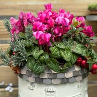 シクラメン,サクラソウ科,シクラメン属,Cyclamen,地中海沿岸の画像