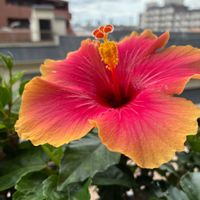 ハイビスカス,いつもありがとう♡,花日記,しあわせ運べるように,花咲く乙女たち♡の画像
