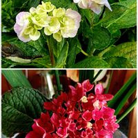 アップルミント,フランネルフラワー,紫陽花,ジニア リネアリス,田植え前の代掻きをするトラクターの画像