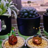 パキポディウム・グラキリス,塊根植物,オトンナ属,お花の画像