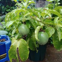 パッションフルーツ,イチジク,食べられちゃったの画像