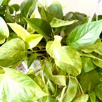 ポトス,ポトス テルノマドンナ,ポトス テルノマドンナ,観葉植物,サトイモ 科の画像