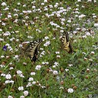 ヒメイワダレソウ,花のある暮らし,今日のお花,月下美人の蕾,金曜日の蕾たちの画像