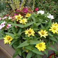 ジニア,寄せ植え,花のある暮らし,お花大好き♡の画像