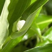 ヤブミョウガ,ヤブミョウガ,ヤブミョウガ,ミョウガの葉,ミョウガの画像