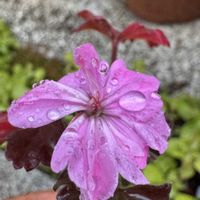 ゼラニウム,+安曇野の画像