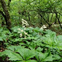シモツケ ,ヤマツツジ,山野草,山歩き,花のある暮らしの画像