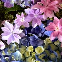 ボリジ,庭の花,癒し,紫陽花 アジサイ あじさい,今朝の花の画像