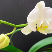 コチョウラン,開花,洋ラン,白い花,花のある暮らしの画像