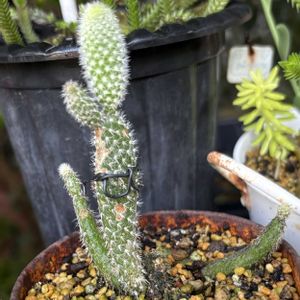 多肉植物,サボテン科,成長記録,雨上がり,ジャンクガーデンの画像
