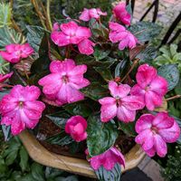 寄植え,ハンギング,金曜日の蕾たち,小さな庭,玄関アプローチの画像