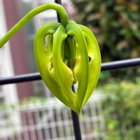 グロリオサ,庭の花,千葉県,私のお庭,金曜日の蕾たちの画像