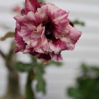 アデニウム,塊根植物,挿し木,金曜日の蕾たち,オソロでトキメキの画像