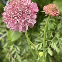 スカビオサ,ナチュラルガーデン,お庭の花たち,宿根草の庭,花と暮らすの画像