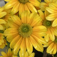 コリウス,ニチニチソウ,ルドベキア タカオ,お花に癒されて❤️,雨の日もまた楽しの画像