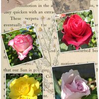 薔薇 ニコール,バラ・ブルーインパルス,薔薇 ディープシークレット,バラ　サンスプライト,garden to tableの画像