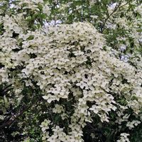 ヤマボウシ,茅の輪,白い花,いつもありがとう♡,神社の画像