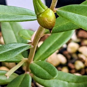 タリナムカフルム,タリナム カフルム,多肉植物,塊根植物,可愛いの画像
