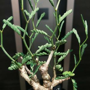 センナ・メリディオナリス,観葉植物,塊根植物,ガーデニング,グリーンの画像