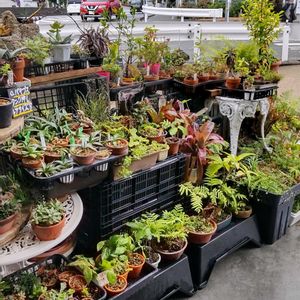 多肉植物,ウラボシ科,ビカクシダ属,食中植物,塊根の画像