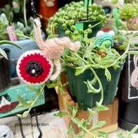 グリーンネックレス,ドルフィンネックレス,ノコギリ草,多肉植物,ニョロン(26日)の日の画像
