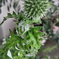 ミニトマト,ミニバラ,エキノプス,テラス,家庭菜園の画像