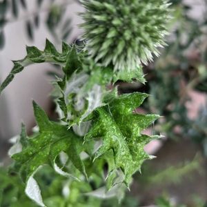 ミニトマト,ミニバラ,エキノプス,テラス,家庭菜園の画像